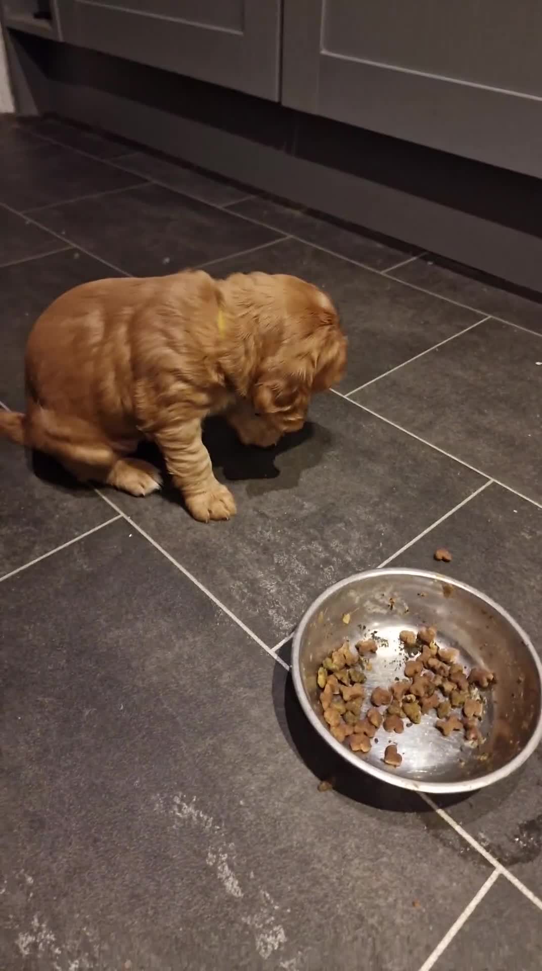 Cocker Spaniel dogs for sale: Cocker spaniel puppies - Video 1