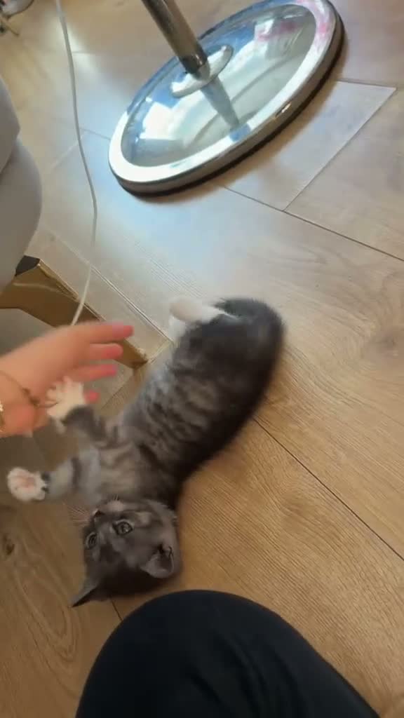 British Shorthair cats for sale:  Looking for a loving forever home  - Video 1