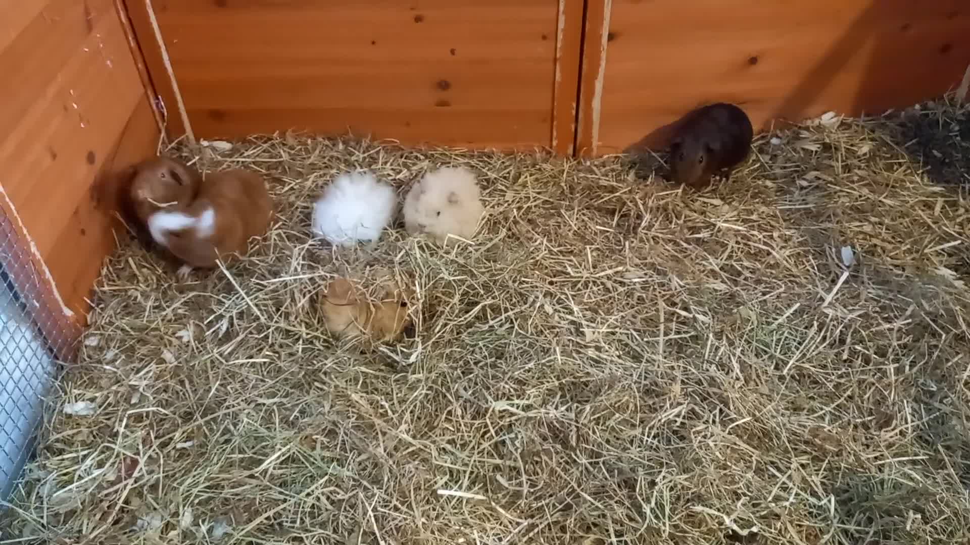 Guinea Pig rodents for sale: Baby guinea pigs  - Video 4