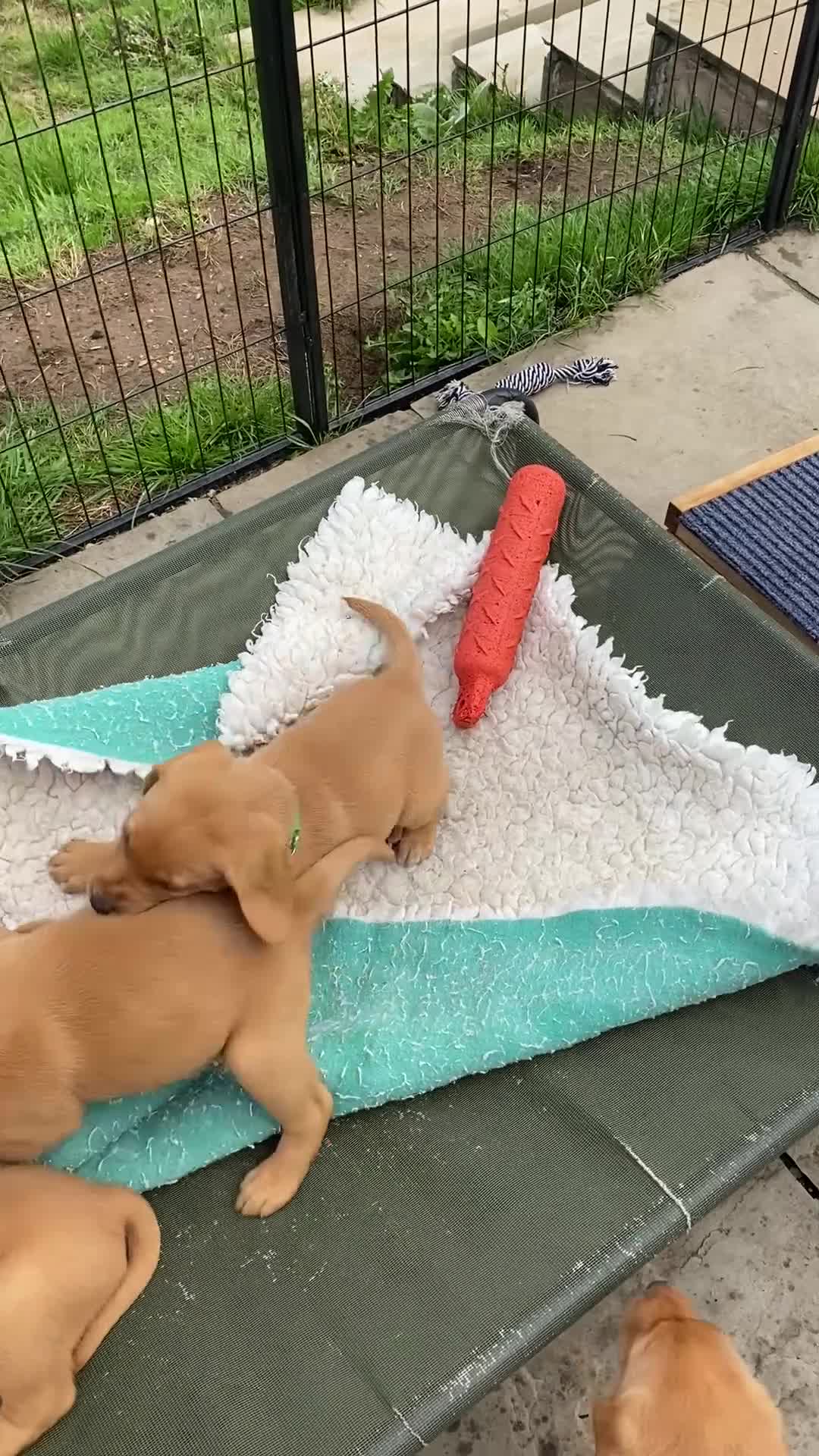 Labrador Retriever dogs for sale: Fox Red Labrador Puppies  - Video 4