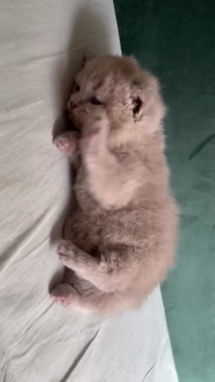 British Shorthair cats for sale: British shorthair Kittens - Video 2