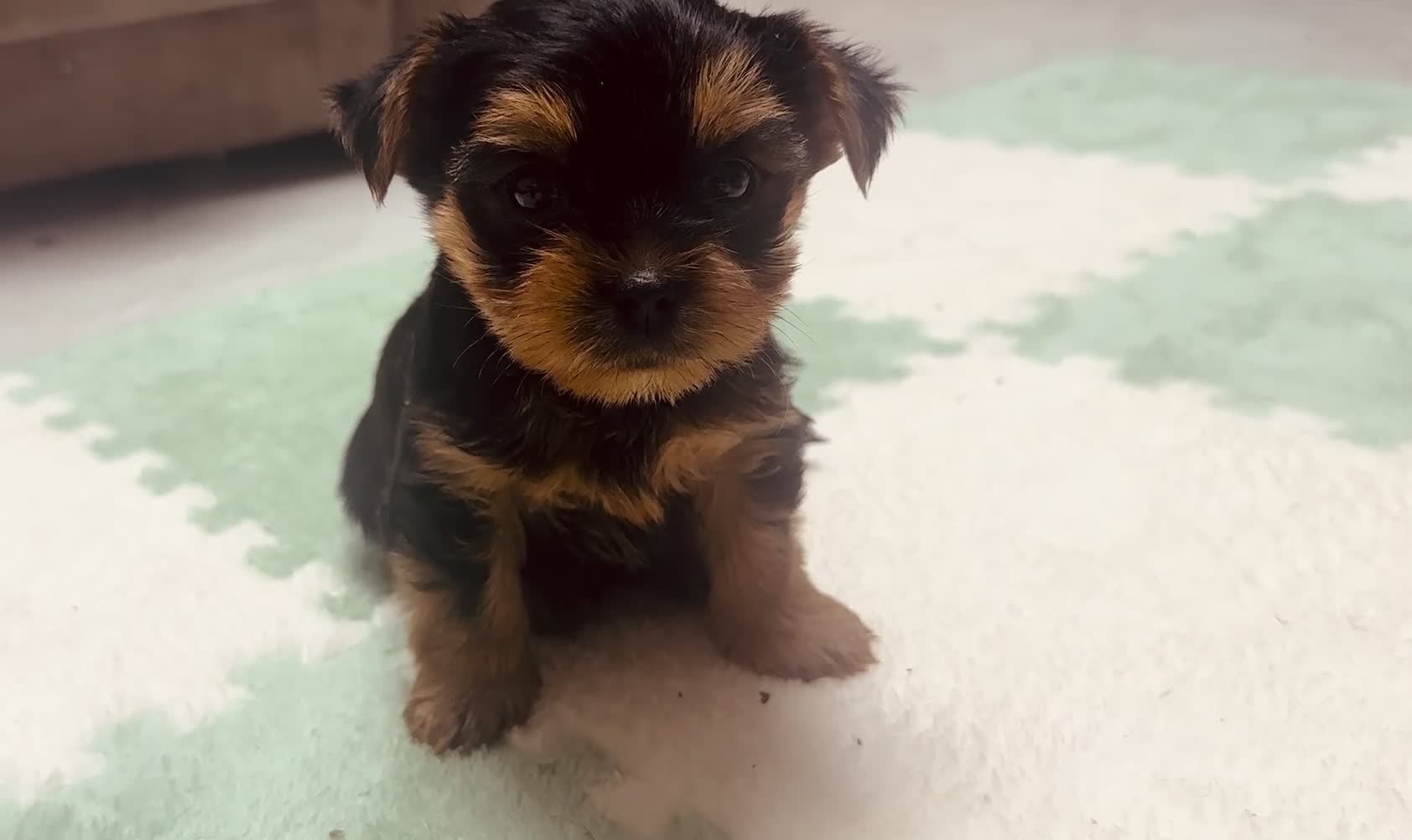 Yorkshire Terrier dogs for sale: 🐾  Beautiful Yorkshire Terrier Puppies  🐾 - Video 5