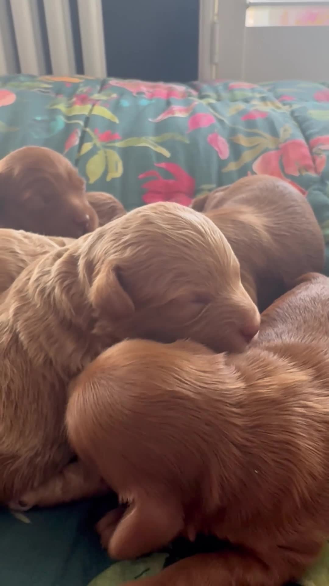 Cavapoo dogs for sale: Stunning F1b Cavapoo puppies- 5* licensed - Video 1