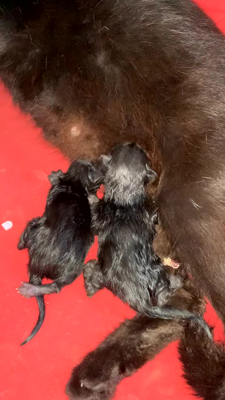 Mixed Breed cats for sale: 4 all black kittens  - Video 1