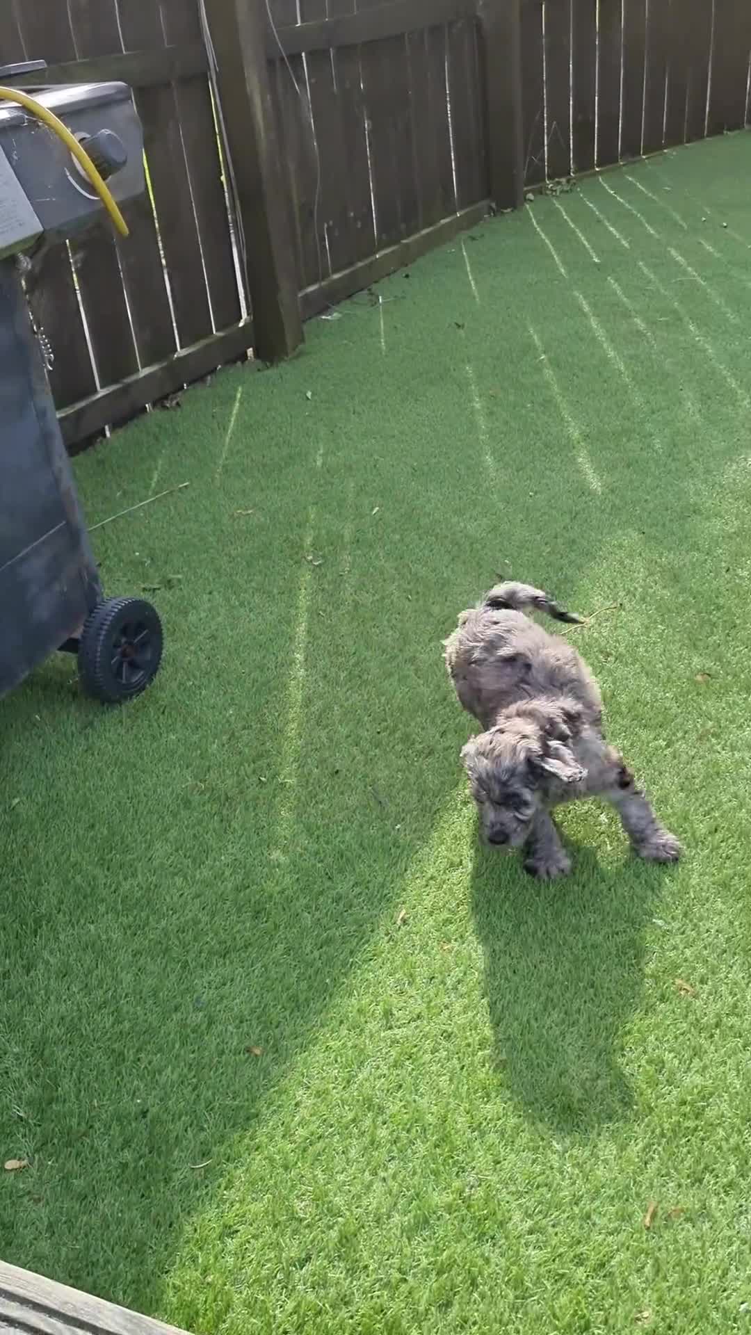 Cockapoo dogs for sale: READY TO LEAVE NOW😍😍😍 - Video 1
