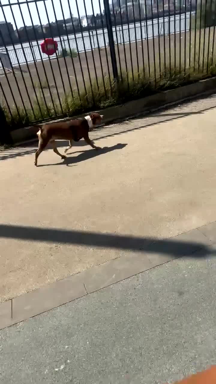 Mixed Breed dogs for sale: Roxyy - Video 2