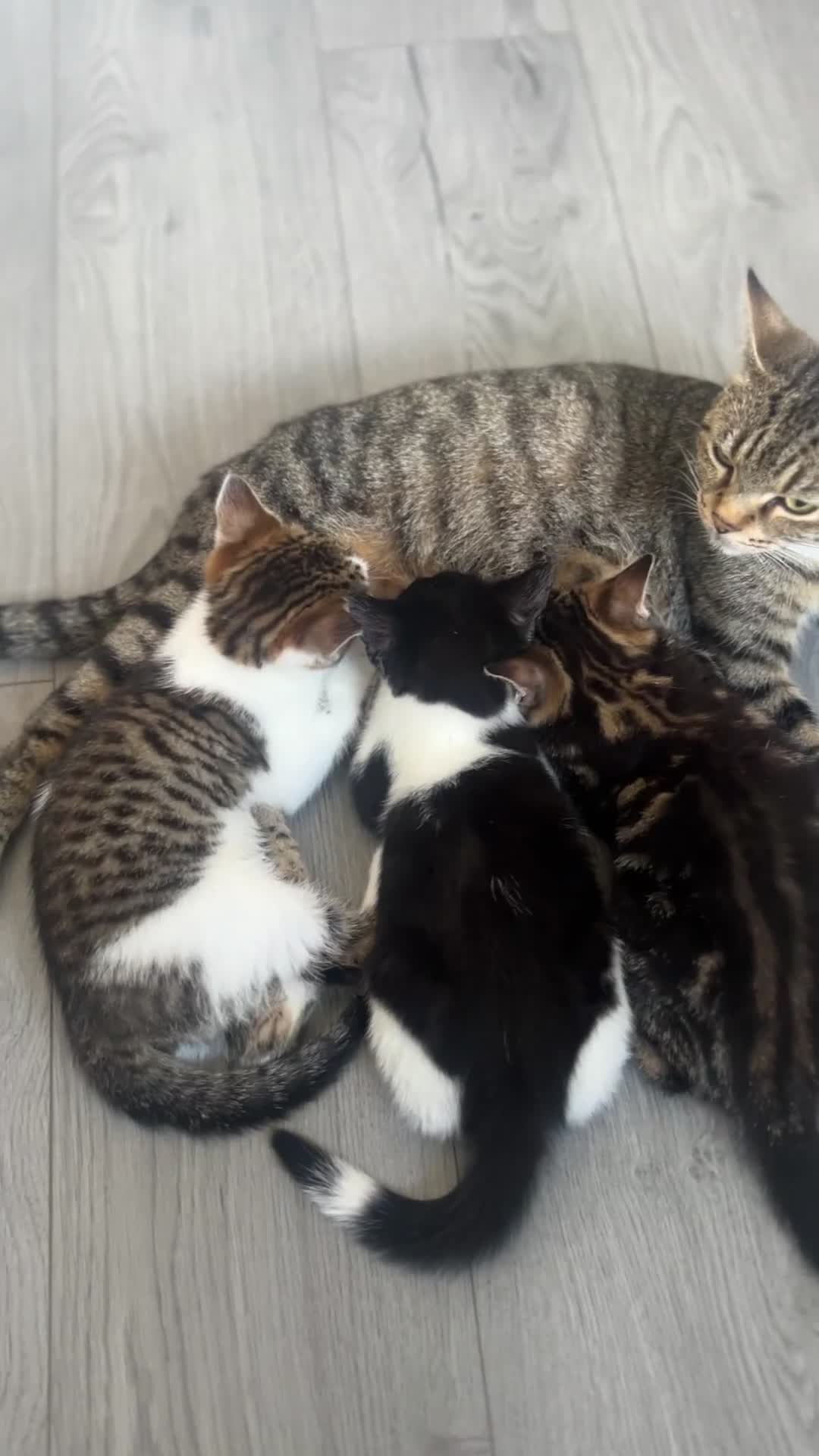 Mixed Breed cats for sale: Kittens for sale.  - Video 1