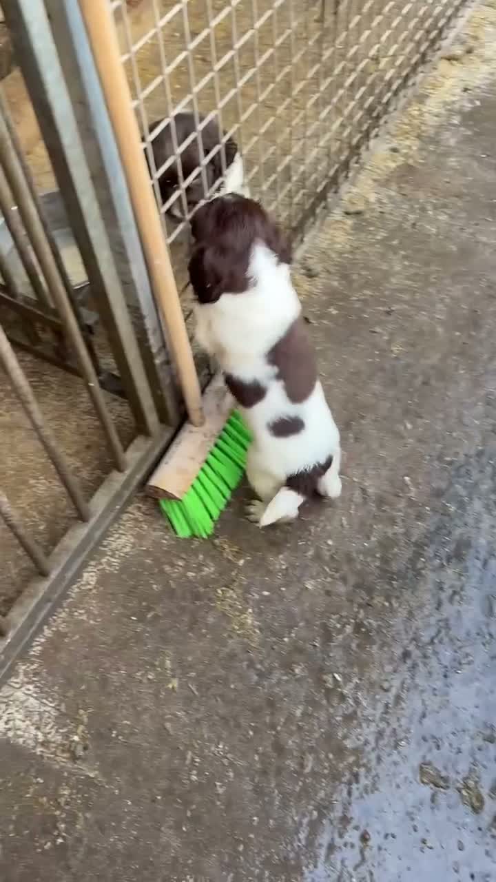 English Springer Spaniel dogs for sale: Stunning ESS puppies  in Skelmersdale - Video 2