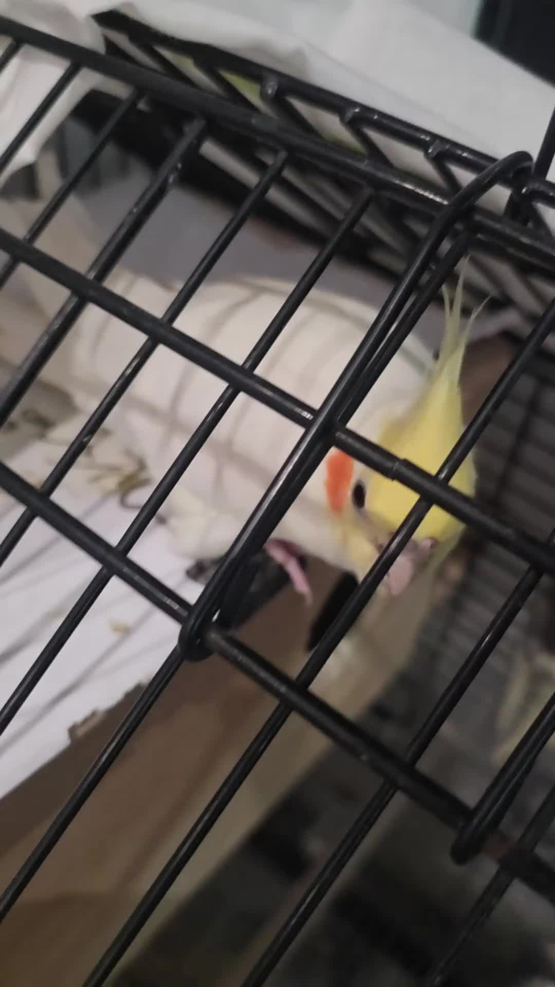 Cockatiels birds for sale: Lovely babies - Video 1