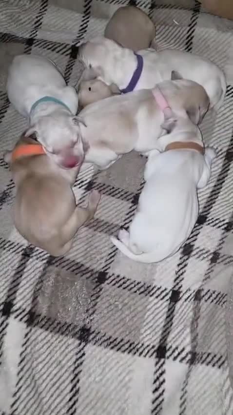 Labrador Retriever dogs for sale: Maggies beautiful pups, only 1 boy left 🤎 - Video 3