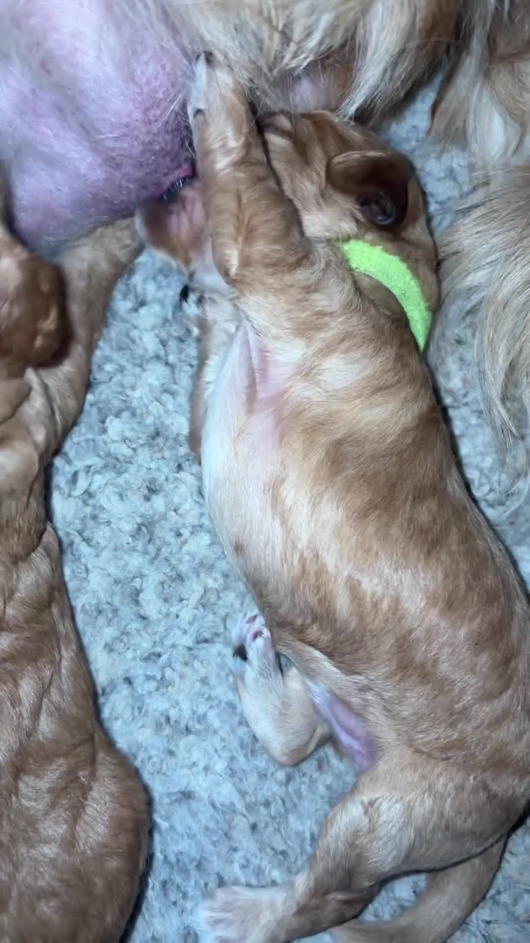 Cavapoo dogs for sale: Beautiful F1B mini Cavapoo puppies  - Video 3