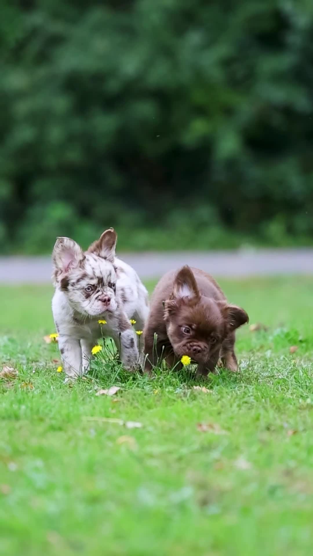 French Bulldog dogs for sale: Fluffy French Bulldogs REDUCED PRICES LAST 2 - Video 1