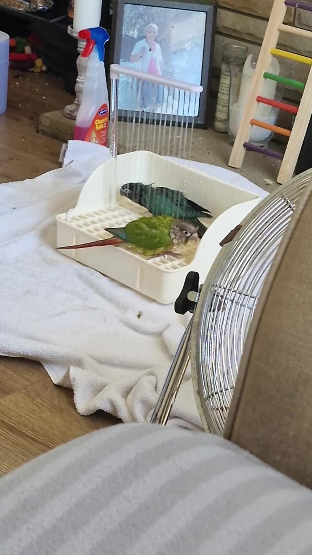Conures birds for sale: 🦜 2 Conures for Sale – Bonded Pair 🦜 - Video 1
