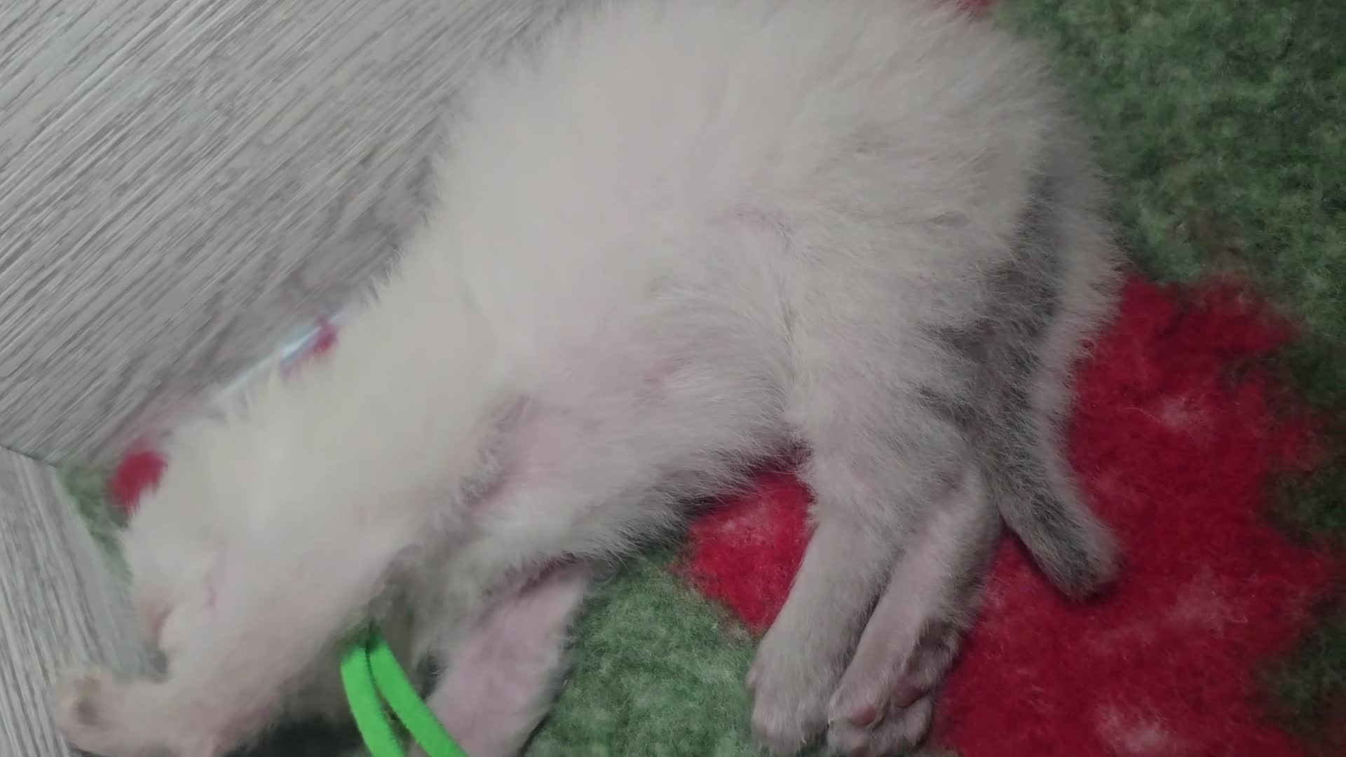 Ragdoll cats for sale: 🐾 TICA Beautiful Ragdoll Kittens - 2 Boys 🐾 - Video 2