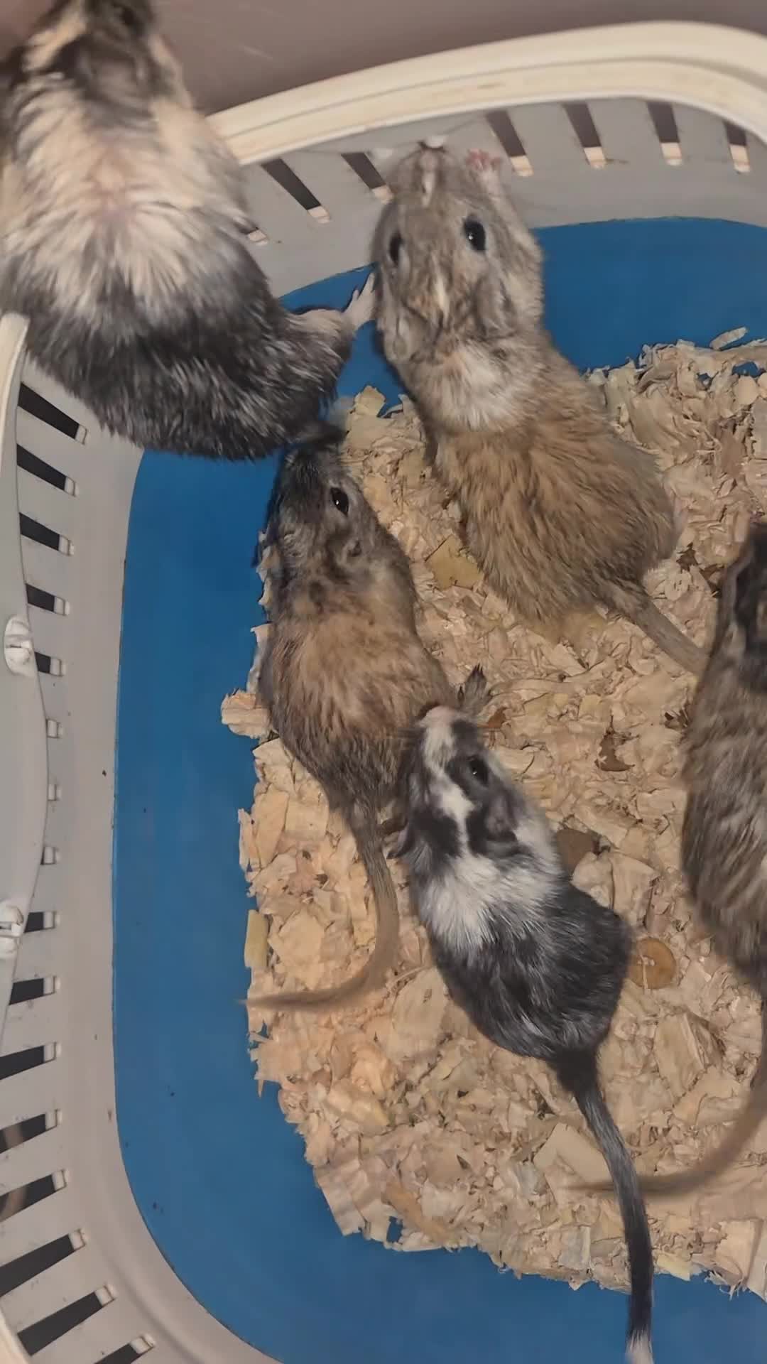 Gerbil rodents for sale: 6 x male gerbils looking for home - Video 1
