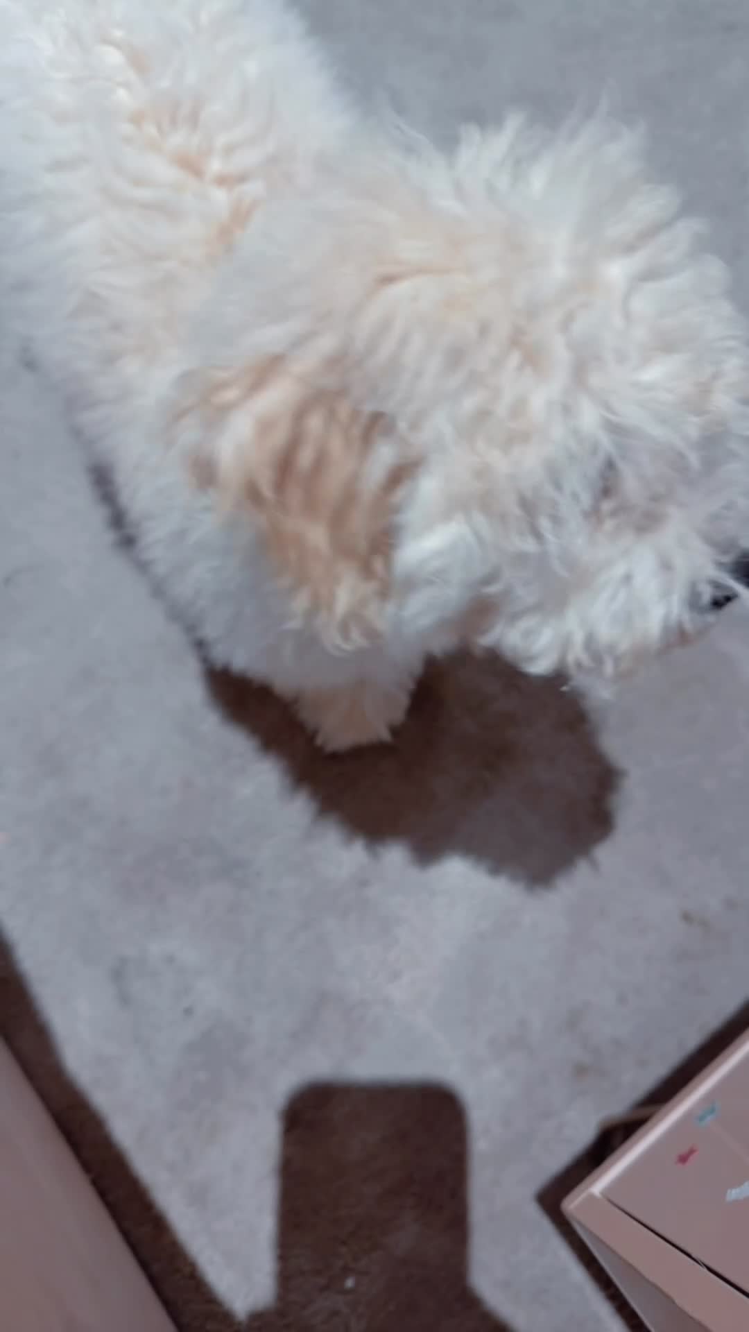 Maltipoo dogs for sale: 5‑Month‑Old Maltipooo Looking for a Loving Home - Video 1