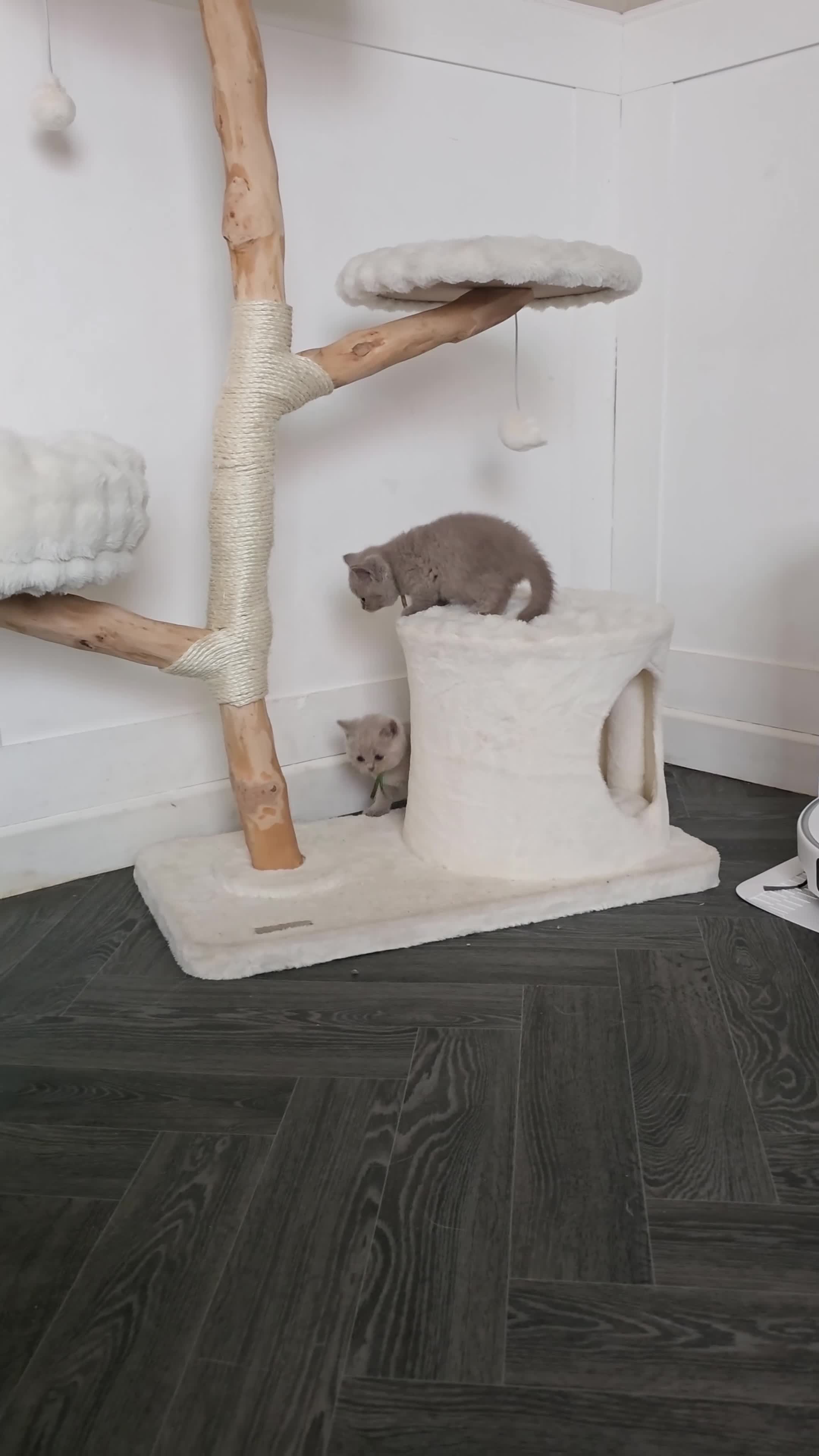 British Shorthair cats for sale: 9 Beautiful British Shorthairs - Video 3