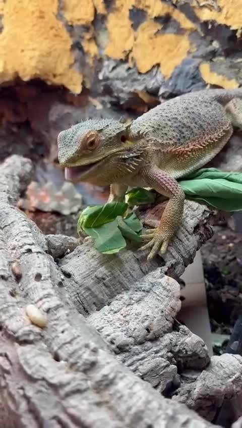 Bearded Dragon reptiles for sale: Bearded Dragon for Sale  - Video 2