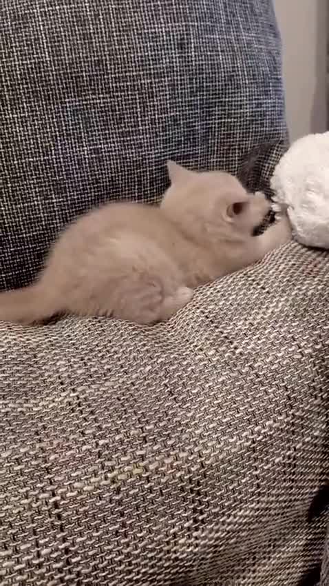 British Shorthair cats for sale: GCCF Registered Championship Line BSH Kittens - Video 1