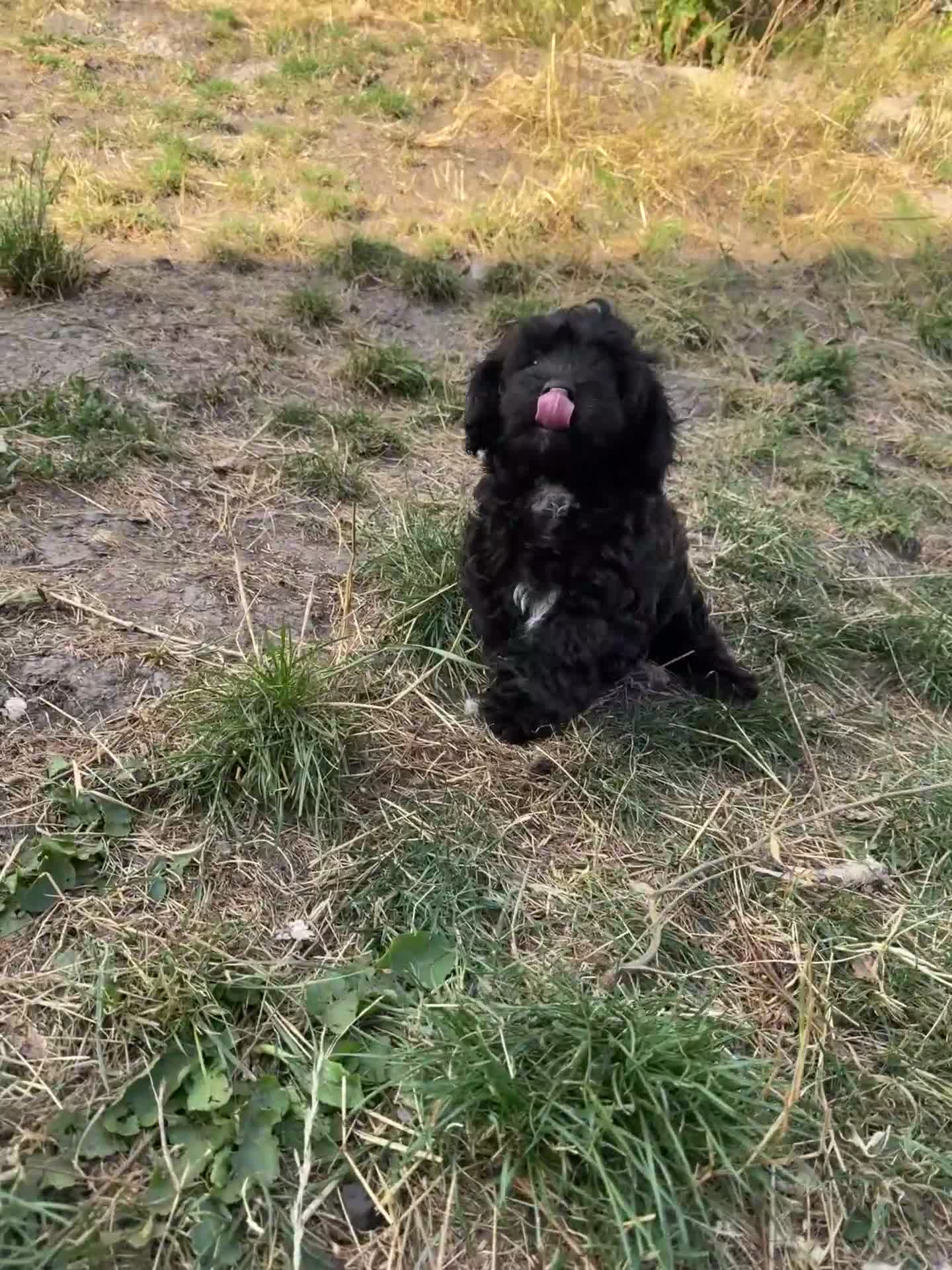 Shihpoo dogs for sale: 4 shihpoo males ready now in Telford - Video 1