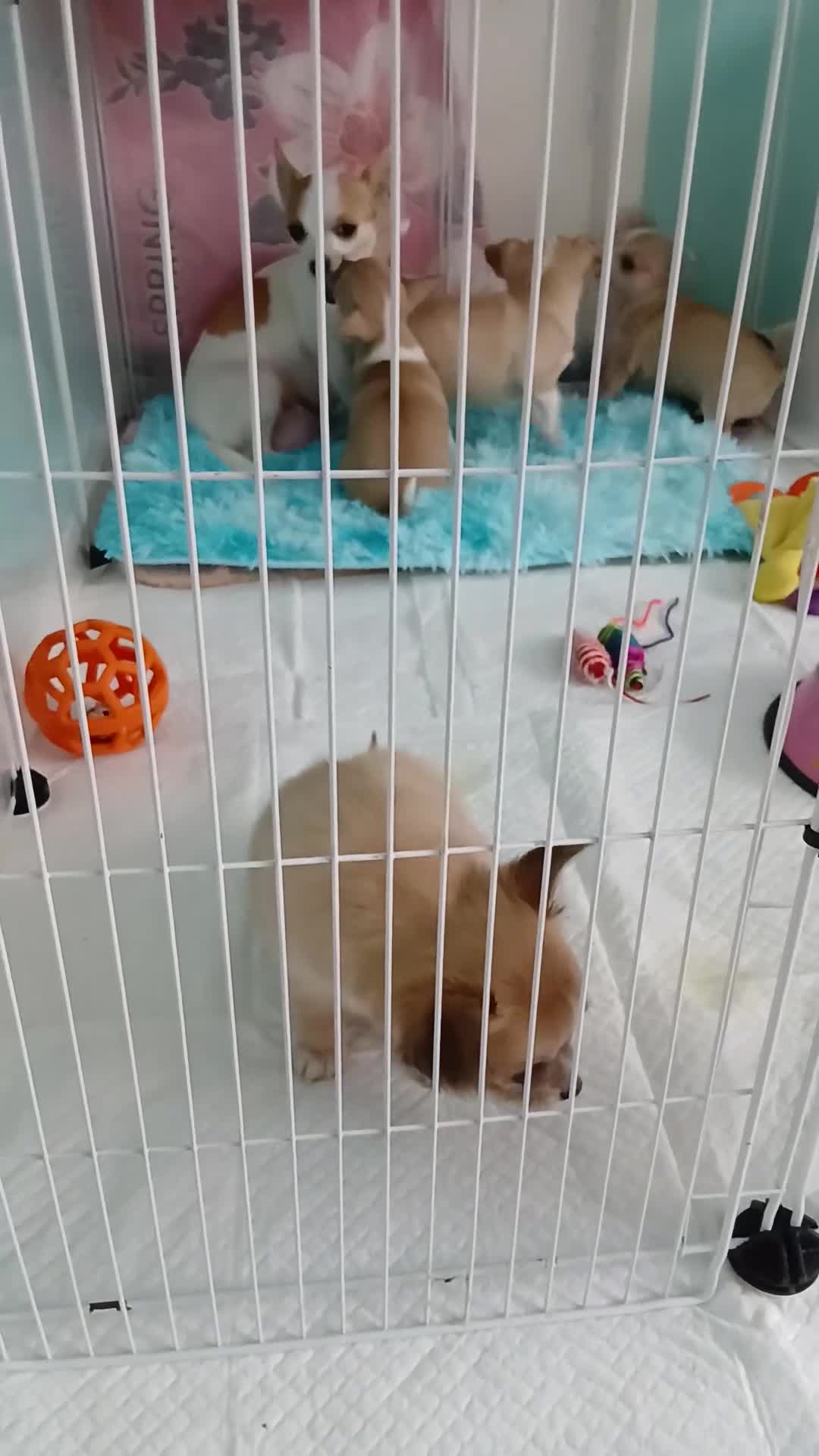 Chihuahua dogs for sale: I am looking for a loving home for my puppies - Video 1
