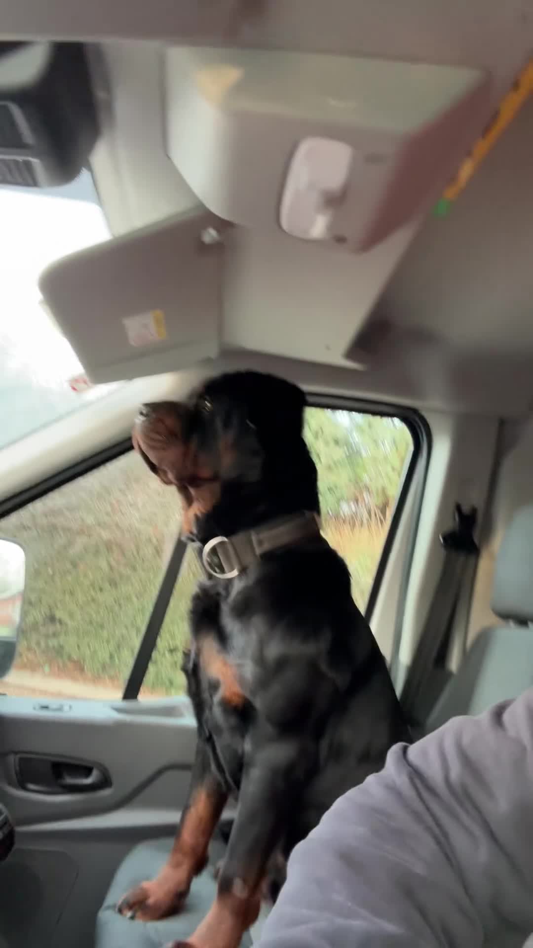 Rottweiler dogs for stud: Proven Rottweiler stud! - Video 3