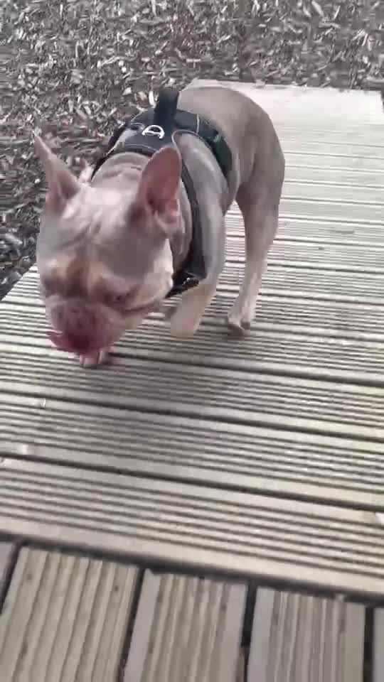 French Bulldog dogs for stud: Isabella stud - Video 1