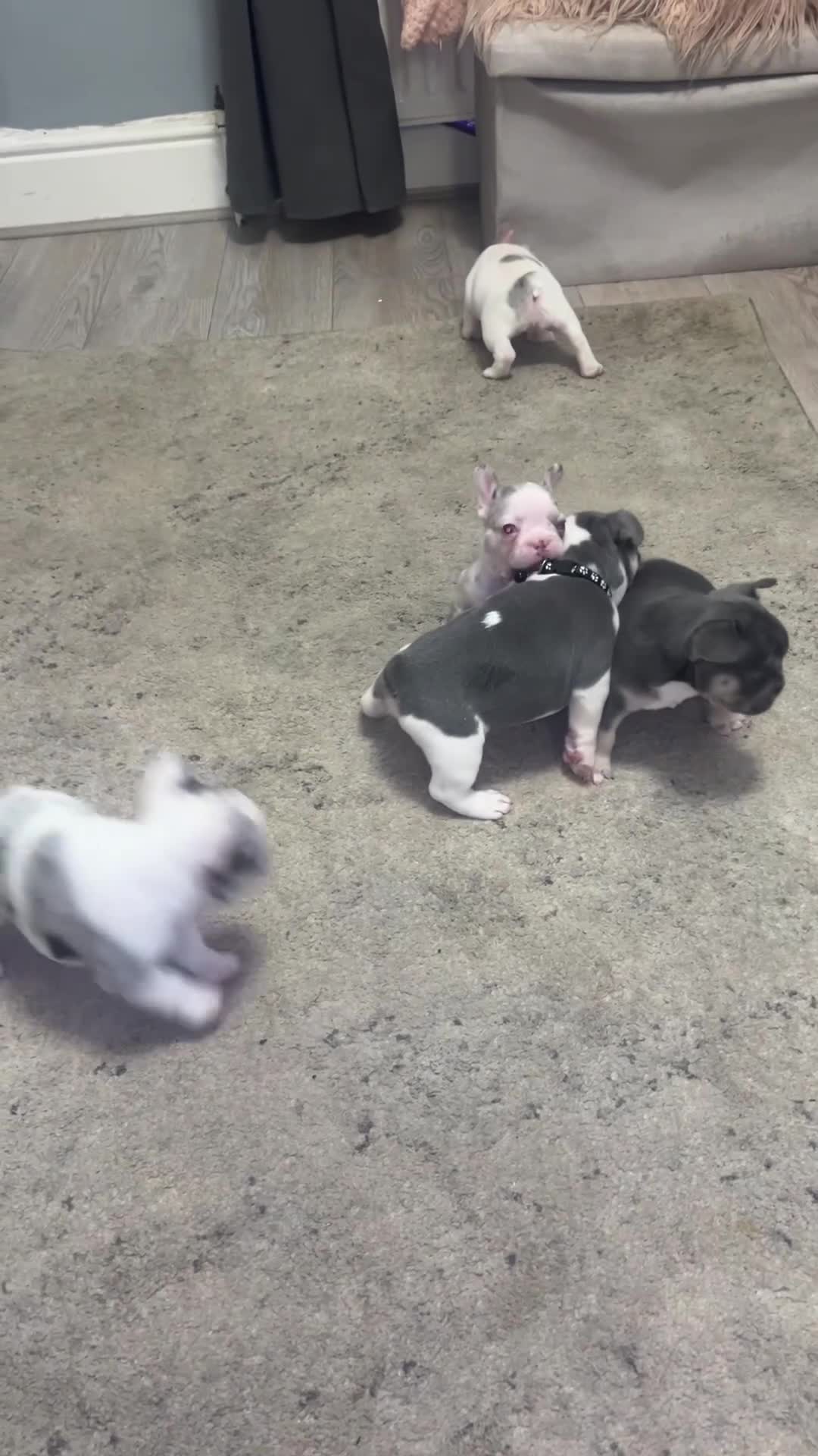 French Bulldog dogs for sale: beautiful french bull dog puppies - Video 1