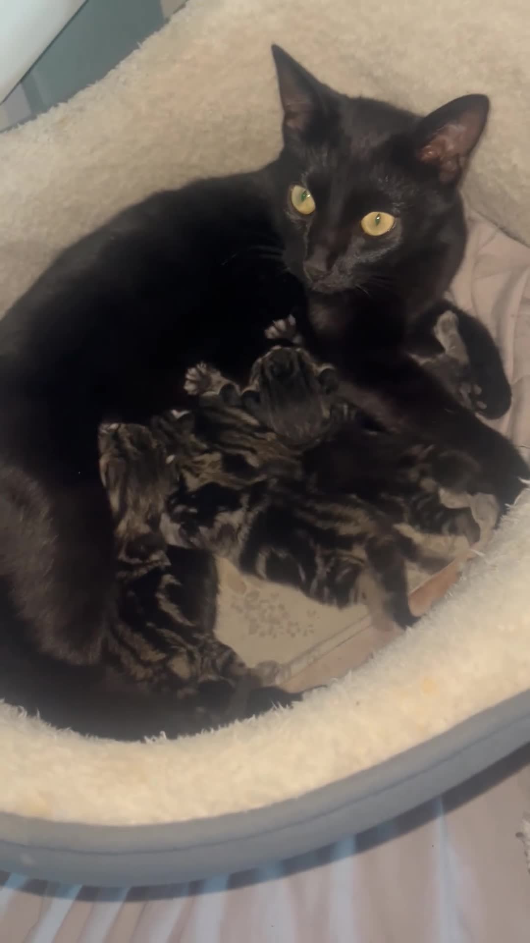 Bengal cats for sale: Tabby bengal X kittens  - Video 1