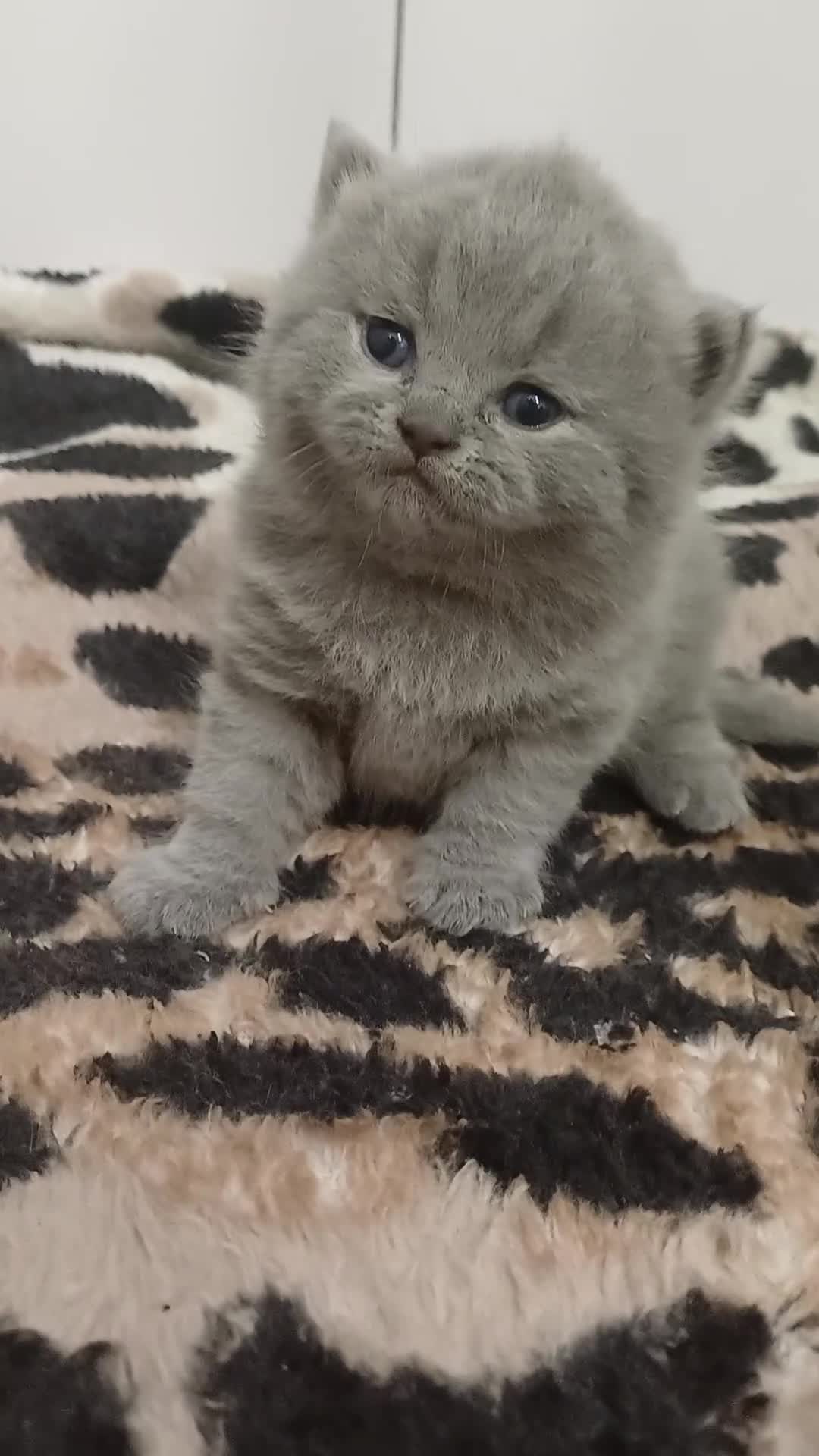 British Shorthair cats for sale: British Shorthair  - Video 3