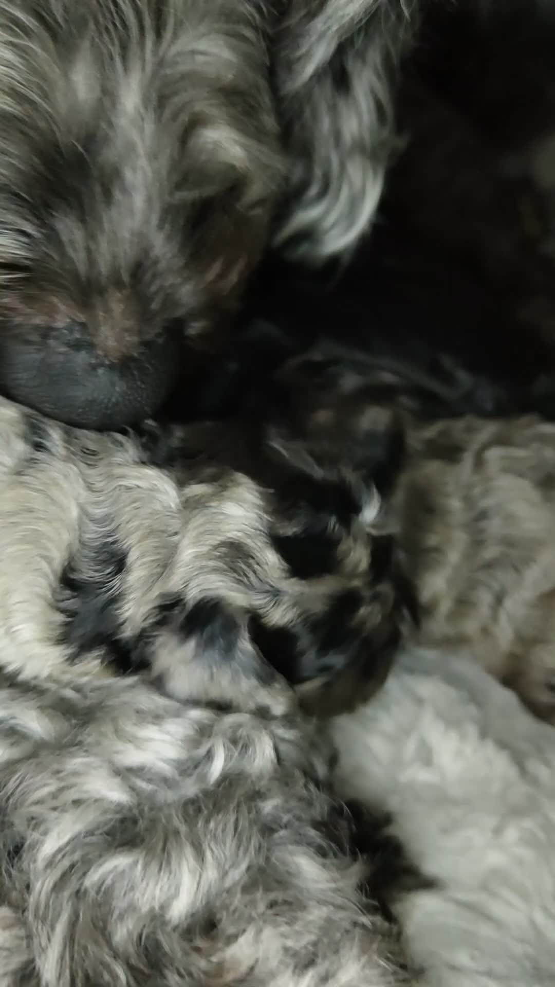 Cockapoo dogs for sale: Beautiful F1b toy cockapoos - Video 1