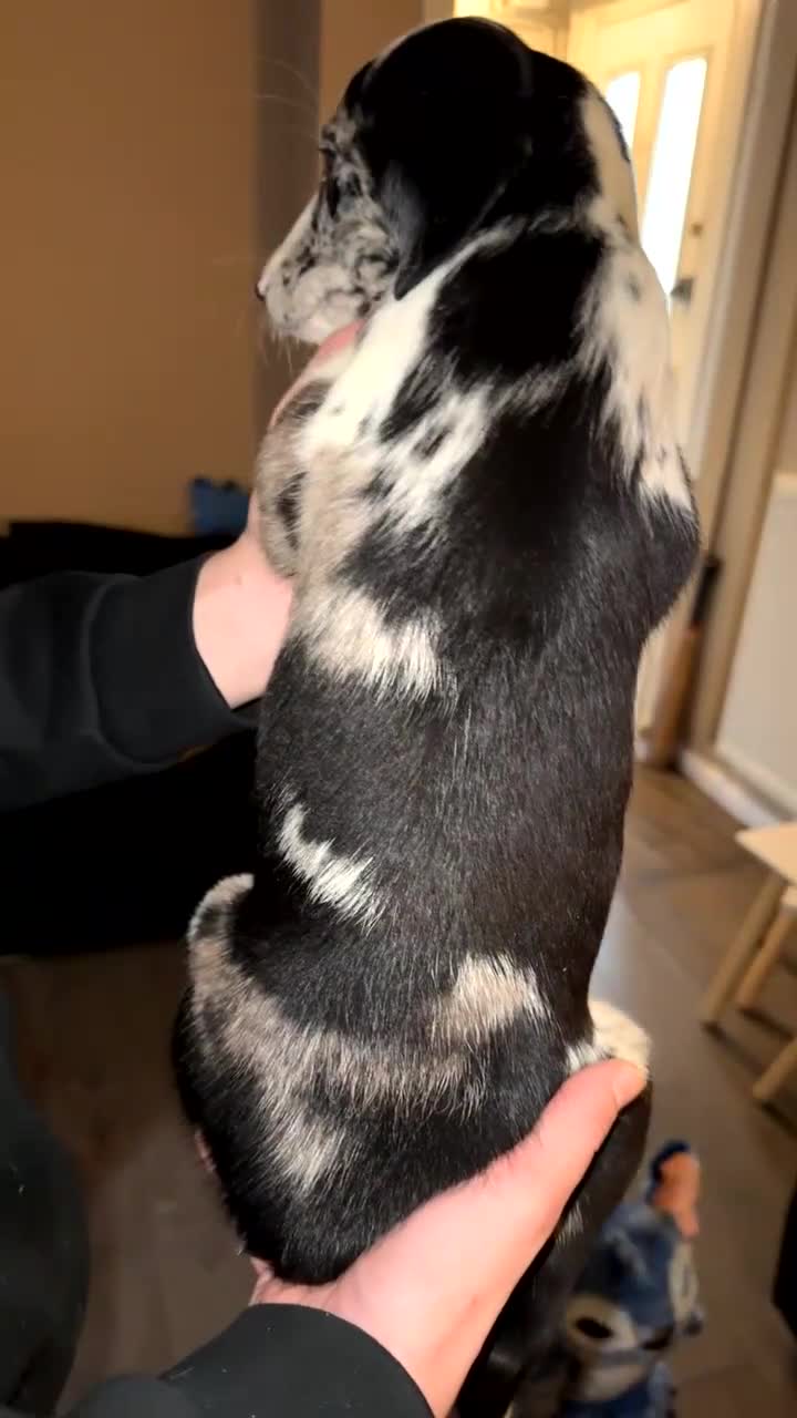 Mixed Breed dogs for sale: 4 Sprollies LEFT 🩶 - Video 3