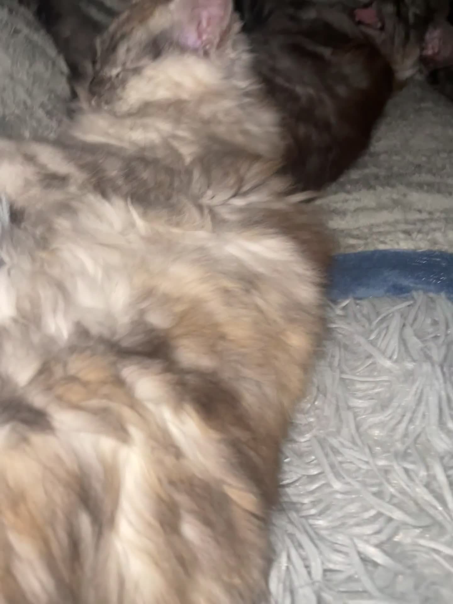 Maine Coon cats for sale: TICA registered Maine coon kittens  - Video 4