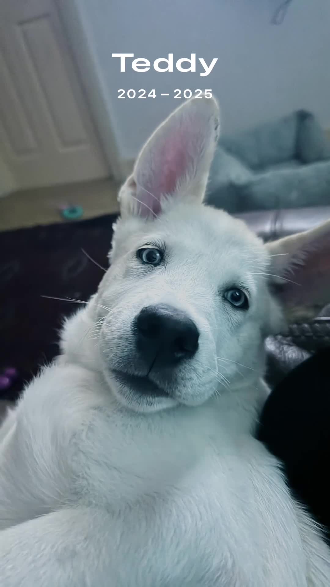 Huskita dogs for stud: Huskita looking for a mate - Video 1