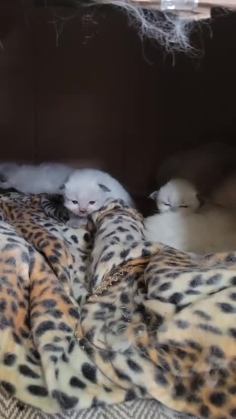 Ragdoll cats for sale: Ragdoll kitten  in Bideford - Video 1