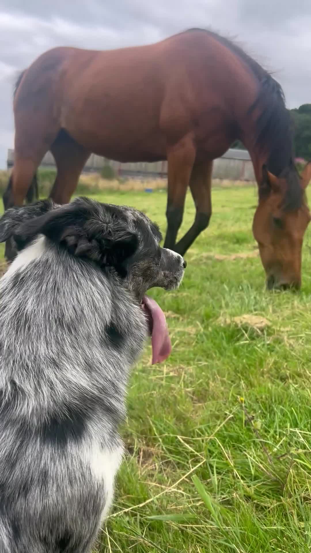 Border Collie dogs for stud: Tuc for Stud in Moffat - Video 2