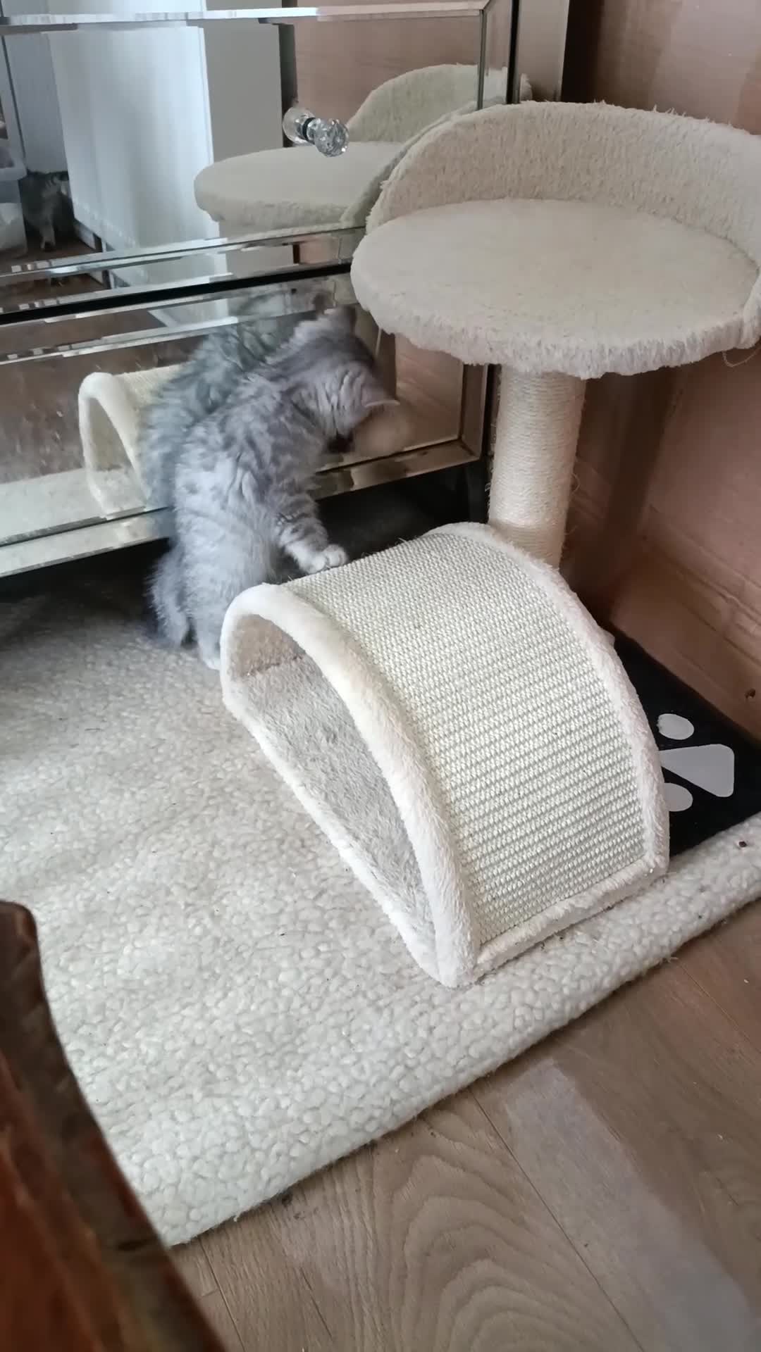 British Shorthair cats for sale: British Shorthair kittens  - Video 1