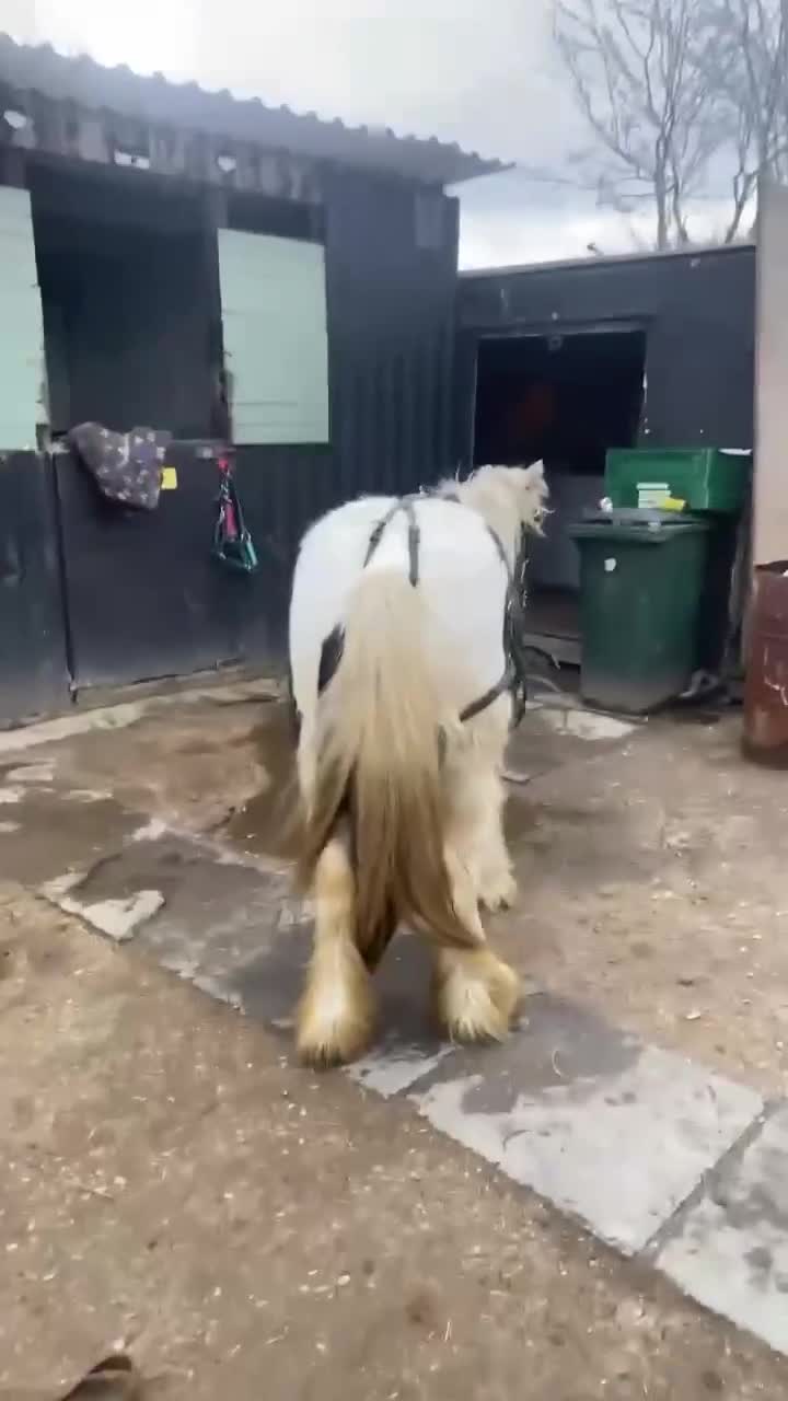Irish Cob horses for sale: Beautiful cob in Morecambe - Video 2