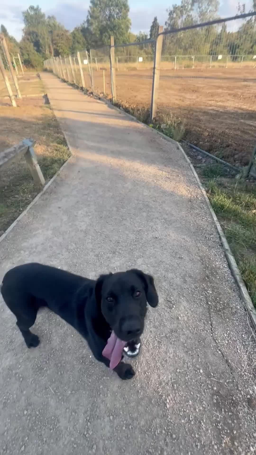 Mixed Breed dogs for sale: Cocker spanielxGerman shepherd for urgent rehoming - Video 1