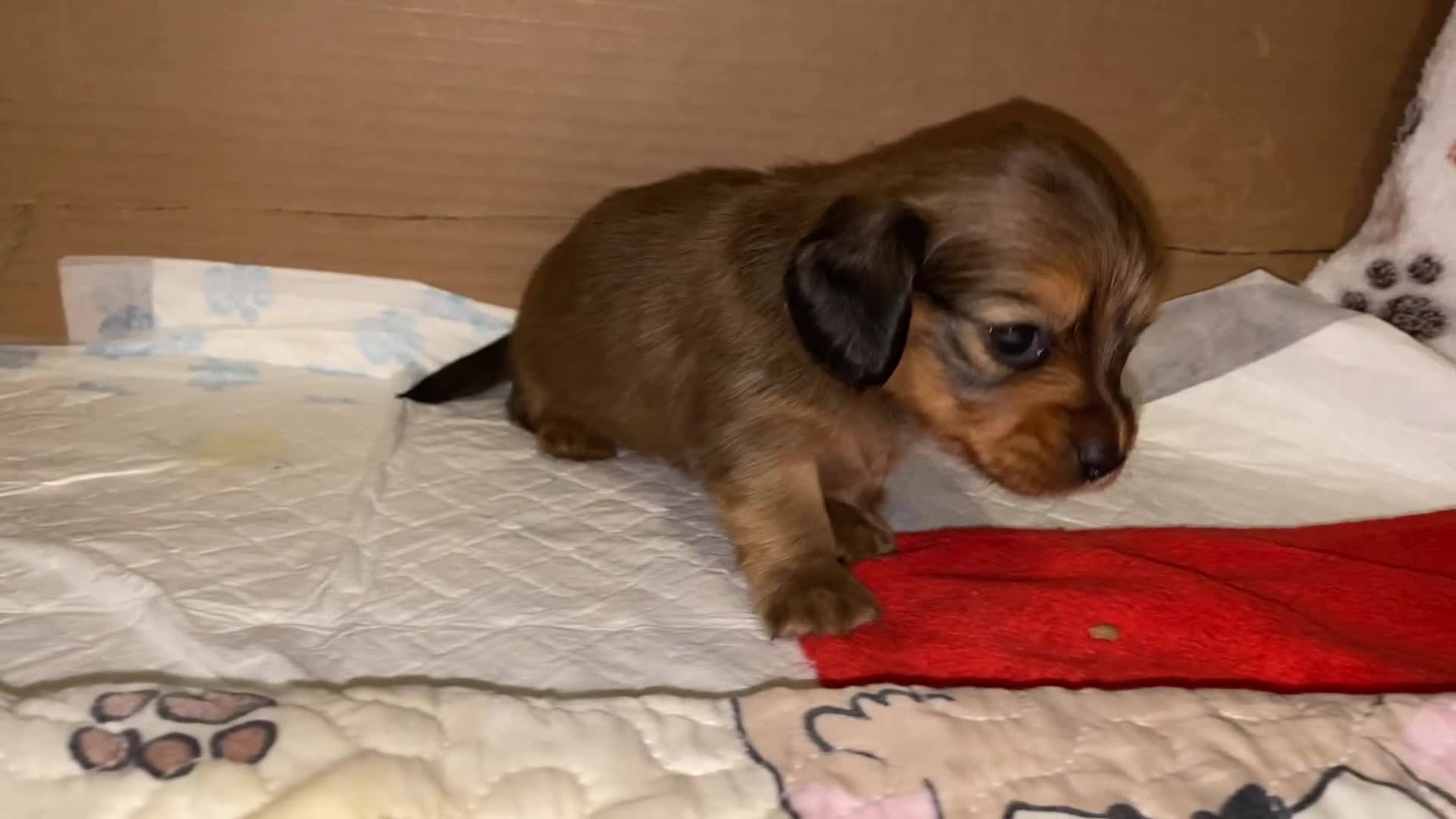 Miniature Dachshund dogs for sale: Gorgeous Long Haired Miniature Dachshund puppies!  - Video 1