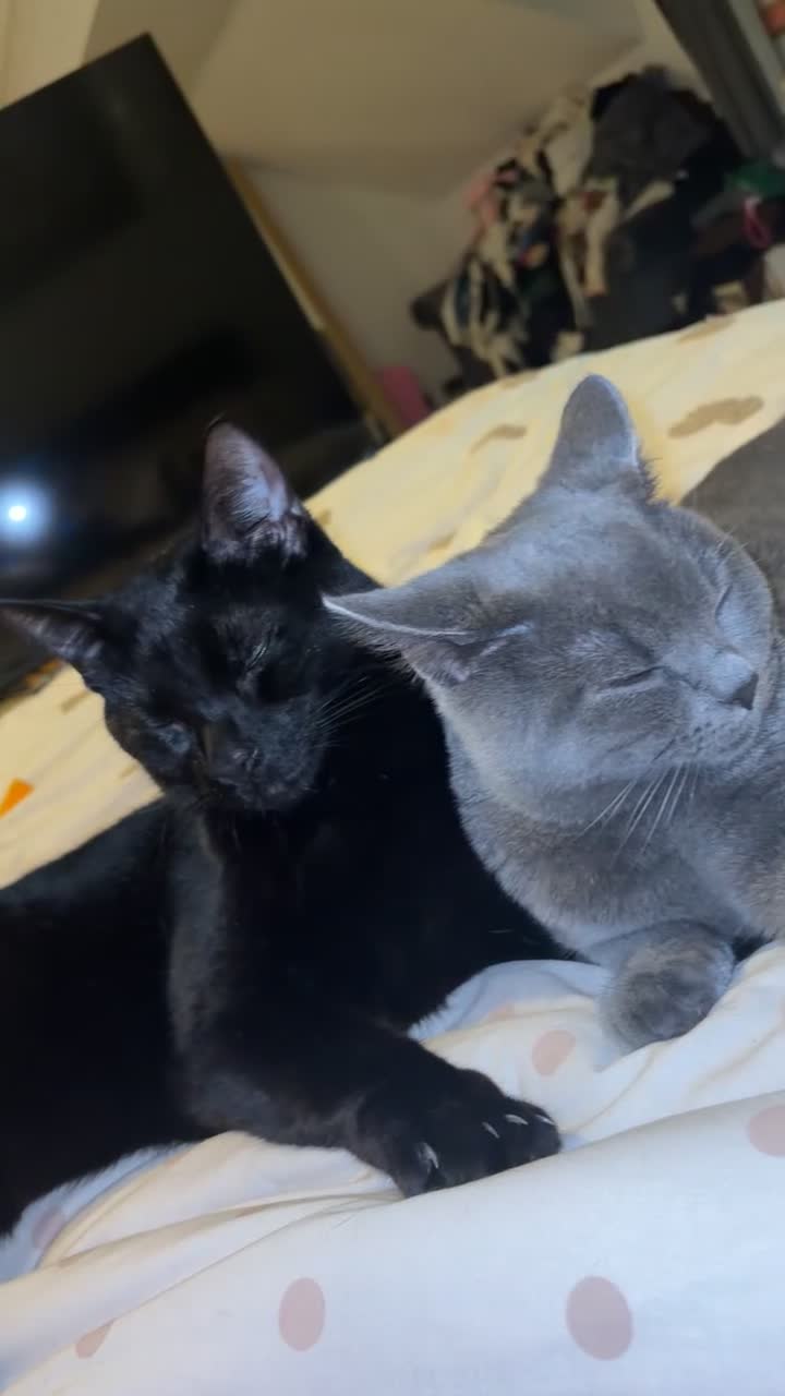 British Shorthair cats for sale: Shadow - Video 2