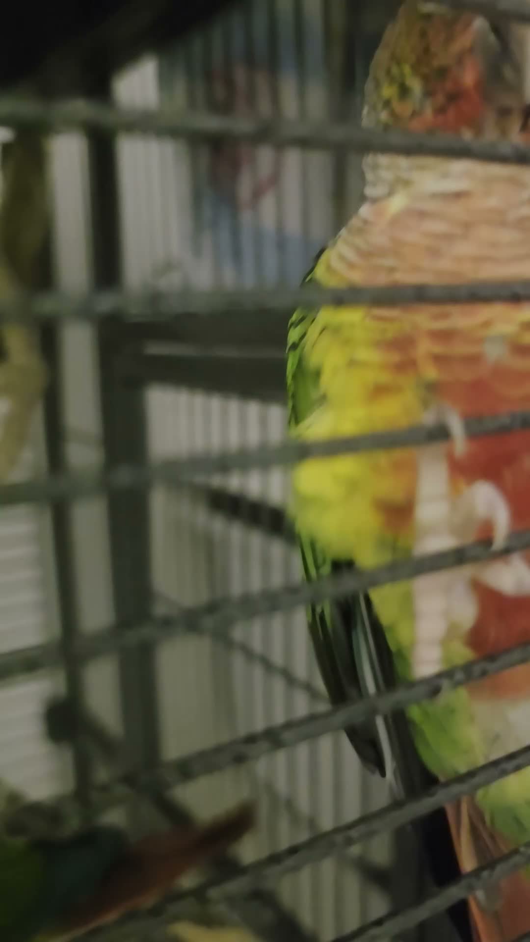 Conures birds for sale: Pair of young conures  - Video 2