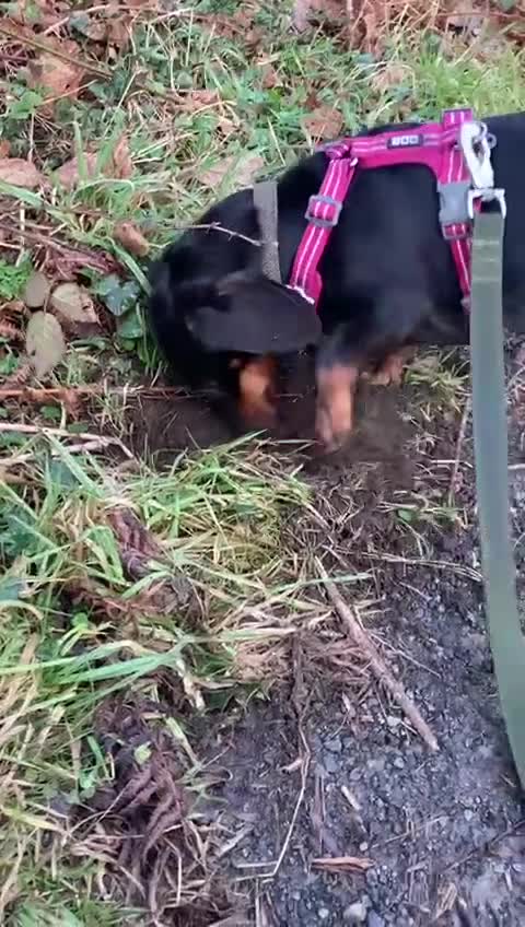 Dachshund dogs for sale: Luna the Dachshund for rehoming - Video 1