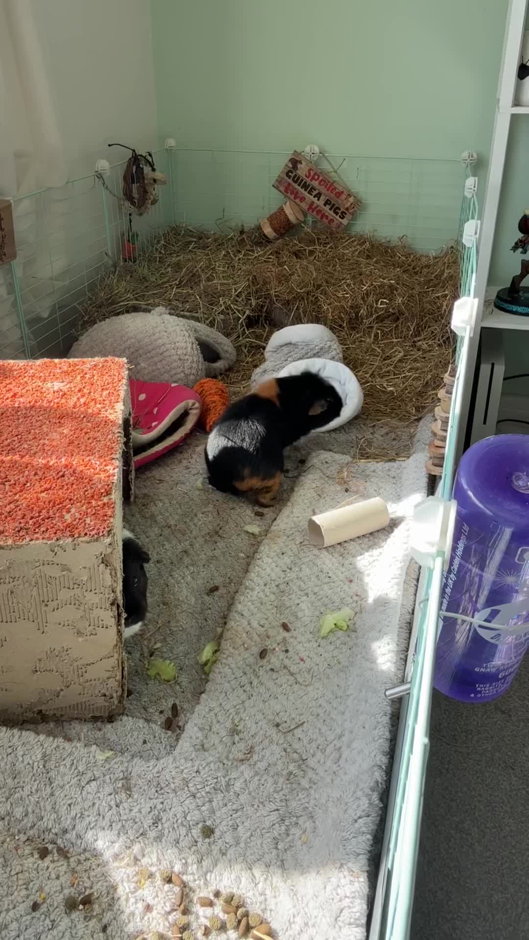 Guinea Pig rodents for sale: Three bonded female guinea pigs  in Stockport - Video 2