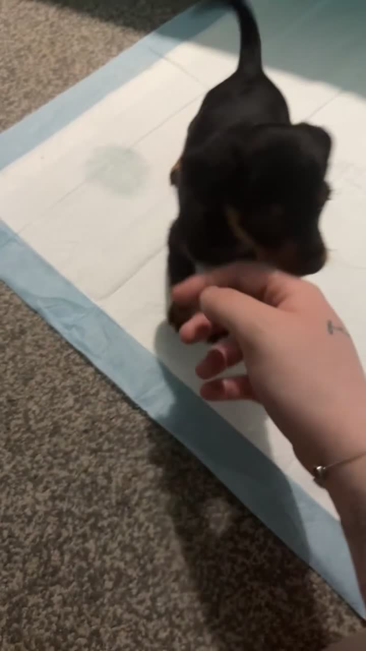 Dachshund dogs for sale: Dachshund  in London - Video 3