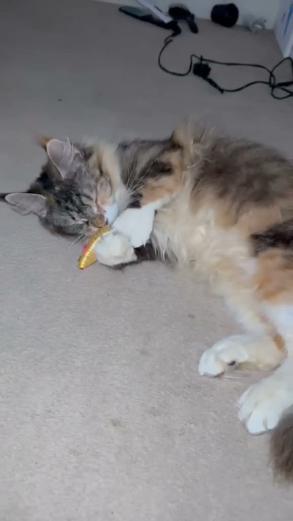 Maine Coon cats for sale: Maincoon kittens 7 weeks ❤️❤️ - Video 1