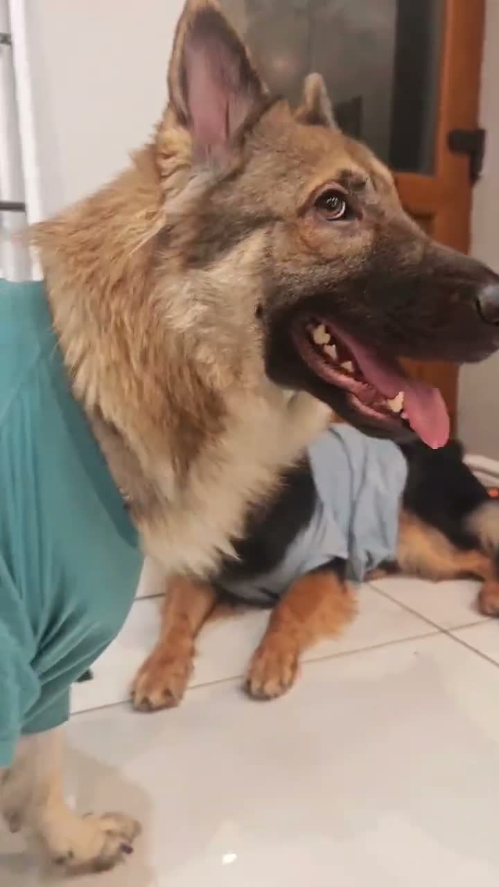 German Shepherd dogs for sale: German Shepherd Puppies | 5 Male, 3 Female - Video 4