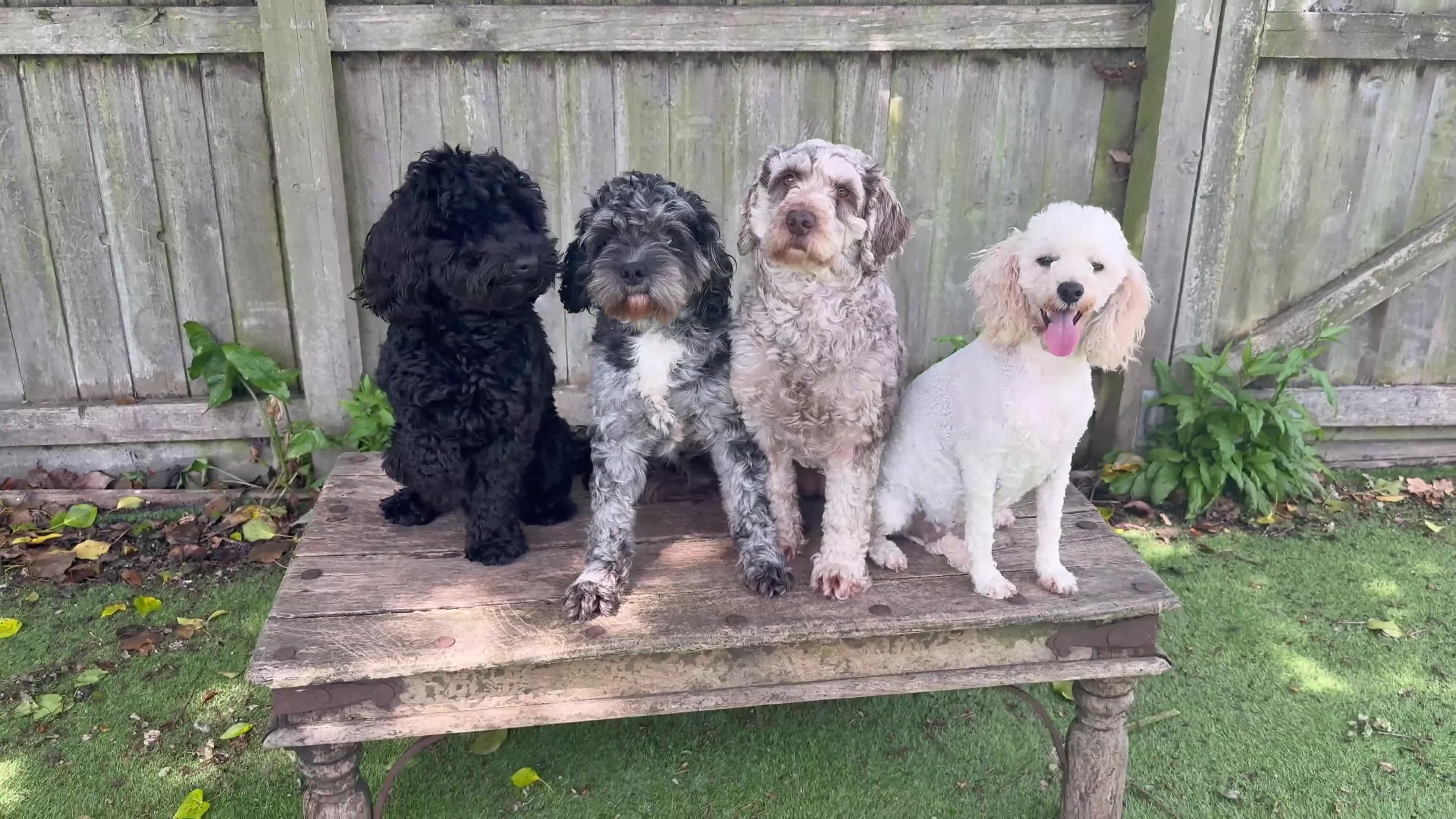 Cavapoo dogs for sale: Cavapoo, Cockapoo and Pood - Video 4