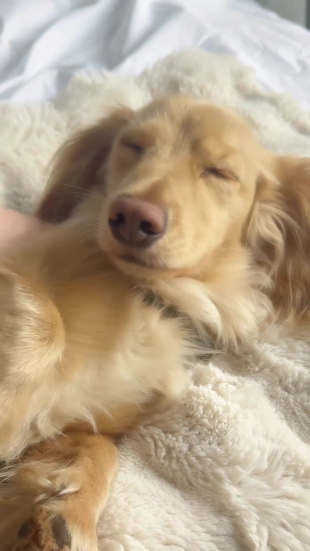 Miniature Dachshund dogs for sale: KC Registered Miniature Dachshund Boy - Video 1