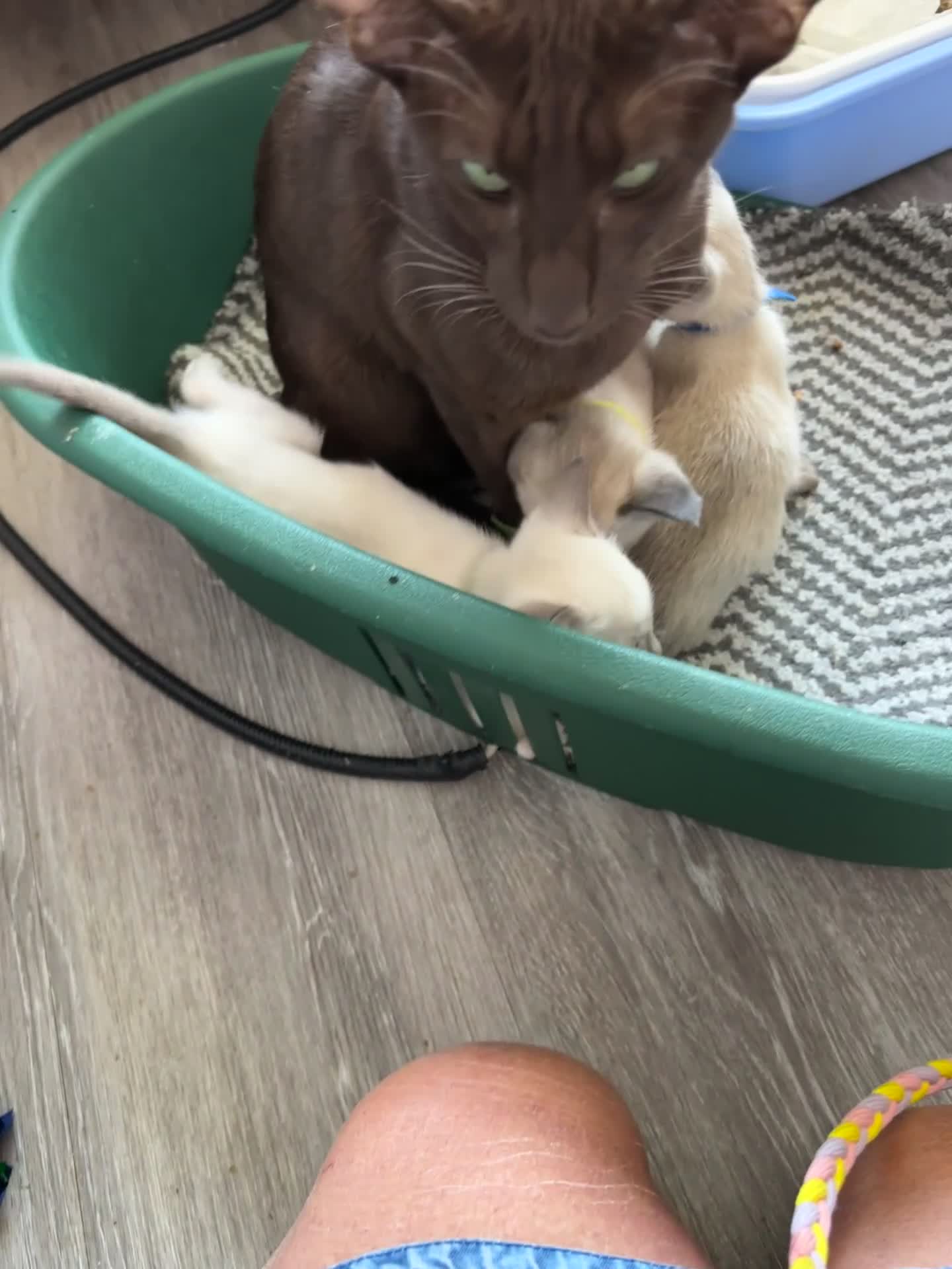 Siamese cats for sale: SIAMESE AND ORIENTAL KITTENS - Video 2